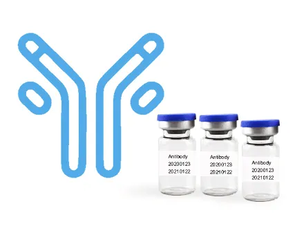 Anti-Influenza B virus, Flu B NP monoclonal Antibody